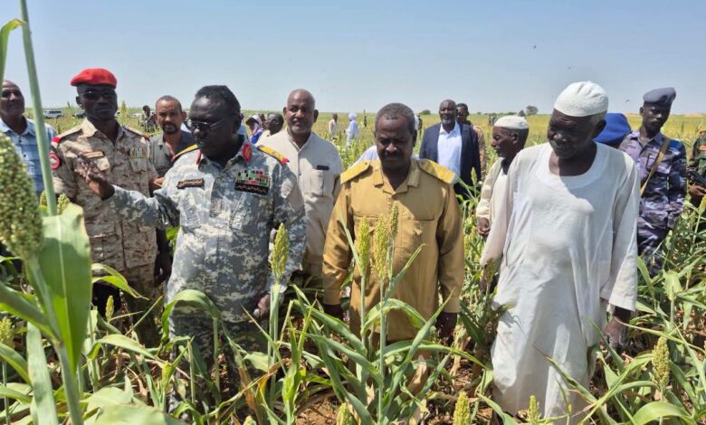والي النيل الأبيض يدشن حصاد السمسم في الجبلين ويتوقع إنتاجية مرتفعة — صورة وكالة السودان للأنباء