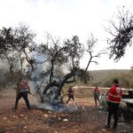 إصابات وهجمات على مزارعين فلسطينيين خلال موسم الزيتون في الضفة الغربية — الجزيرة نت / AFP