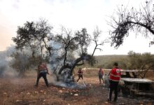 إصابات وهجمات على مزارعين فلسطينيين خلال موسم الزيتون في الضفة الغربية — الجزيرة نت / AFP