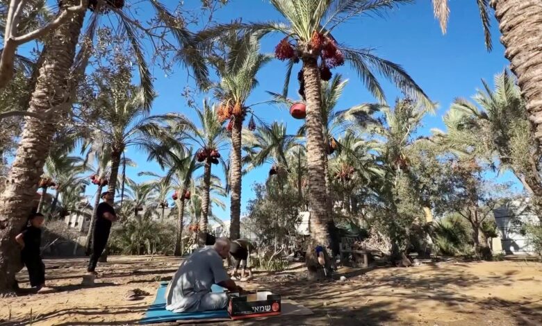 الصورة المرافقة لتقرير الجزيرة نت عن خسائر مزارعي النخيل في قطاع غزة